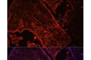Immunofluorescence analysis of Human placenta cells using WNT3A Polyclonal Antibody at dilution of 1:100. (WNT3A Antikörper)
