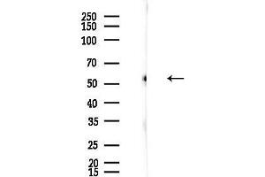 Western blot analysis of lysates from Rat brain, using ERO1LB Antibody at 1/1000 dilution.