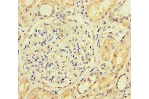 Immunohistochemistry of paraffin-embedded human kidney tissue using ABIN7143067 at dilution of 1:100 (ACTL9 Antikörper  (AA 1-160))