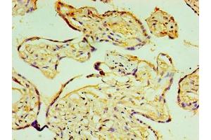 Immunohistochemistry of paraffin-embedded human placenta tissue using ABIN7164787 at dilution of 1:100 (P4HA3 Antikörper  (AA 20-544))