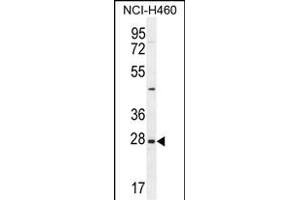 EDN3 Antibody (C-term) (ABIN655169 and ABIN2837855) western blot analysis in NCI- cell line lysates (35 μg/lane). (Endothelin 3 Antikörper  (C-Term))