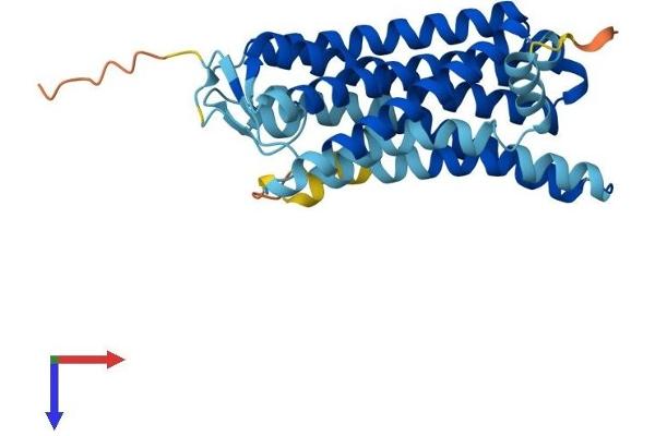 OR3A1 Protein (AA 1-315) (His tag)