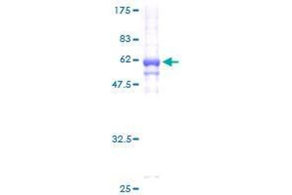 C1GALT1C1 Protein (AA 1-318) (GST tag)