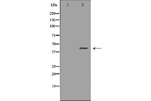 Western blot analysis of Hepg2 whole cell lysates, using NDRG2 Antibody. (NDRG2 Antikörper  (C-Term))