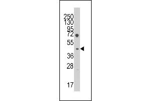 Western blot analysis of anti-LEFTB(C-term) Pab (ABIN391463 and ABIN2841437) in HL60 cell line lysates (35 μg/lane).