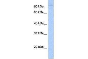 Western Blotting (WB) image for anti-Leucine Rich Repeat Containing 8 Family, Member A (LRRC8A) antibody (ABIN2459288)