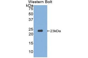 Western Blotting (WB) image for anti-Signaling threshold Regulating Transmembrane Adaptor 1 (SIT1) (AA 2-175) antibody (ABIN1860565)