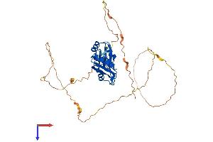 RBMS1 Protein (AA 1-403) (His tag)