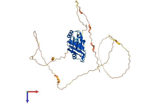 RBMS1 Protein (AA 1-403) (His tag)