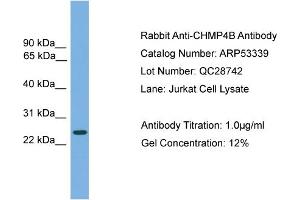 WB Suggested Anti-CHMP4B  Antibody Titration: 0. (CHMP4B Antikörper  (Middle Region))