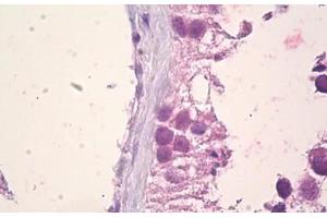 Anti-EFNA5 / Ephrin A5 antibody IHC staining of human testis, sertoli cells. (Ephrin A5 Antikörper  (AA 31-80))