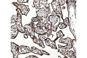 IHC analysis of NSF using anti-NSF antibody (ABIN7601630). (NSF Antikörper  (AA 4-636))