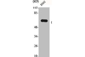 Western Blot analysis of K562 cells using CYP19A1 Polyclonal Antibody (Aromatase Antikörper  (Internal Region))