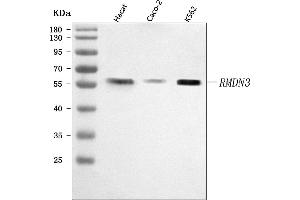 Western blot analysis of PTPIP51/RMDN3 using anti-PTPIP51/RMDN3 antibody (ABIN7601775). (RMDN3 Antikörper  (AA 45-438))