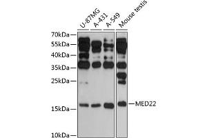 Western blot analysis of extracts of various cell lines, using MED22 antibody (ABIN6129665, ABIN6143692, ABIN6143693 and ABIN6217955) at 1:3000 dilution. (MED22 Antikörper  (AA 1-140))