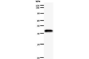 Western Blotting (WB) image for anti-Apoptosis Antagonizing Transcription Factor (AATF) antibody (ABIN930933) (AATF Antikörper)