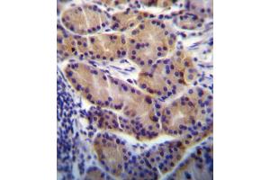 CYP2S1 Antibody (C-term) (ABIN656566 and ABIN2845826) immunohistochemistry analysis in formalin fixed and paraffin embedded human stomach tissue followed by peroxidase conjugation of the secondary antibody and DAB staining. (CYP2S1 Antikörper  (C-Term))