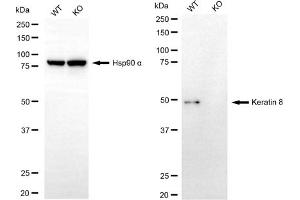 Western blotting analysis using keratin 8 antibody (ABIN7799190).