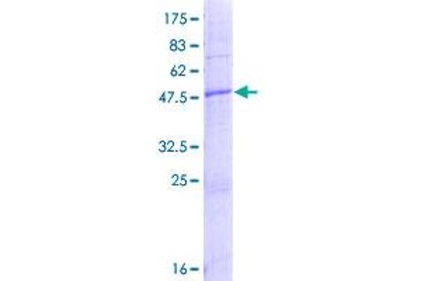 NICN1 Protein (AA 1-213) (GST tag)