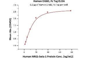 Immobilized Human ErbB3, Fc Tag (ABIN2181037,ABIN2181036) at 2 μg/mL (100 μL/well) can bind Human N 1 Protein with a linear range of 1-20 ng/mL (Routinely tested). (ERBB3 Protein (AA 20-643) (Fc Tag))
