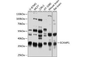 Western blot analysis of extracts of various cell lines, using SC antibody (ABIN6128700, ABIN6147407, ABIN6147408 and ABIN6224885) at 1:1000 dilution. (SCAMP1 Antikörper  (AA 1-150))