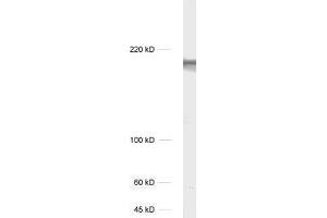dilution: 1 : 1000, sample: unboiled rat hippocampus homogenate (TNIK Antikörper)