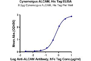ELISA image for Activated Leukocyte Cell Adhesion Molecule (ALCAM) (AA 28-527) protein (His tag) (ABIN7273814)