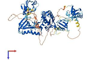 DLG4 Protein (AA 1-724) (His tag)