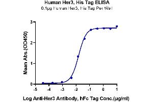 Immobilized Human Her3, His Tag at 1 μg/mL (100 μL/Well) on the plate. (ERBB3 Protein (AA 20-643) (His-Avi Tag))
