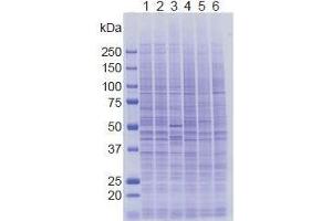 SDS-PAGE (SDS) image for anti-Lysine (K)-Specific Demethylase 5A (KDM5A) (AA 1416-1434) antibody (ABIN3201015)