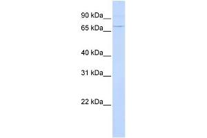 WB Suggested Anti-ATF6 Antibody Titration: 0. (ATF6 Antikörper  (N-Term))
