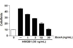 High Mobility Group Box 1 (HMGB1) (BoxA) (Active) protein