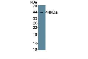 Detection of Recombinant EAAT2, Human using Polyclonal Antibody to Excitatory Amino Acid Transporter 2 (EAAT2) (SLC1A2 Antikörper  (AA 1-44))