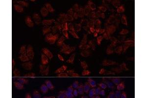 Immunofluorescence analysis of HeLa cells using ARF5 Polyclonal Antibody at dilution of 1:100. (ARF5 Antikörper)