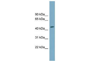 WB Suggested Anti-FAM53C Antibody Titration: 0. (FAM53C Antikörper  (N-Term))