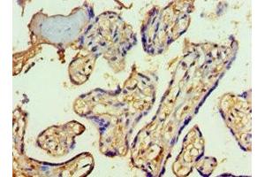 Immunohistochemistry of paraffin-embedded human placenta tissue using ABIN7170623 at dilution of 1:100