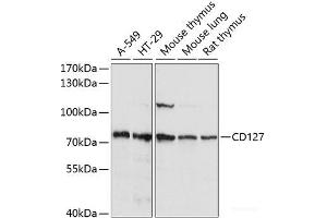 Western blot analysis of extracts of various cell lines using CD127 Polyclonal Antibody at dilution of 1:1000. (IL7R Antikörper)