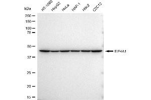 Western blotting analysis using EIF4A1 antibody (ABIN7798525). (Rekombinanter EIF4A1 Antikörper)