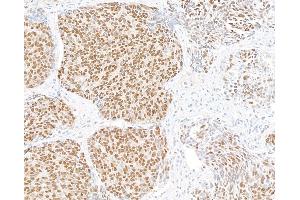 Immunohistochemistry (IHC) image for anti-Ubiquilin 4 (UBQLN4) (AA 2-601) antibody (ABIN7455161)