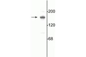 Western blot of 10 µg of rat hippocampal lysate showing specific immunolabeling of the ~180 kDa NR2A subunit of the NMDA receptor. (NMDAR2A Antikörper  (C-Term))