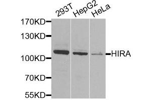 Western blot analysis of extracts of various cell lines, using HIRA antibody. (HIRA Antikörper  (AA 250-550))