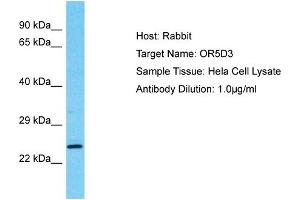 Host: Rabbit Target Name: OR5D3 Sample Type: Hela Whole Cell lysates Antibody Dilution: 1. (OR5D3P Antikörper  (Middle Region))
