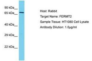 Image no. 1 for anti-Fermitin Family Member 2 (FERMT2) (AA 402-451) antibody (ABIN6750563) (FERMT2 Antikörper  (AA 402-451))