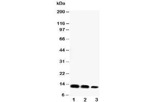 Western blot testing of CXCL16 antibody and Lane 1:  recombinant mouse protein 10ng (CXCL16 Antikörper  (Middle Region))