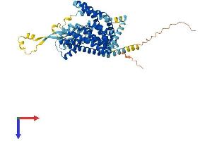 SLC1A3 Protein (AA 1-543) (His tag)