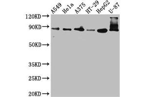 Western Blot Positive WB detected in: A549 whole cell lysate, Hela whole cell lysate, A375 whole cell lysate, HT-29 whole cell lysate, HepG2 whole cell lysate, U-87 whole cell lysate All lanes: Furin antibody at 1:1000 Secondary Goat polyclonal to rabbit IgG at 1/50000 dilution Predicted band size: 87 kDa Observed band size: 87, 72 kDa (Rekombinanter FURIN Antikörper)