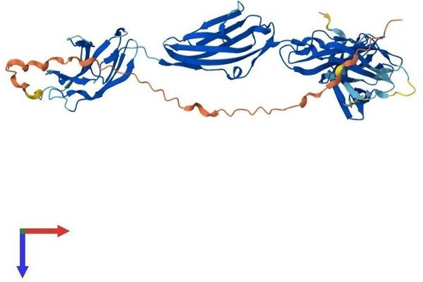 MYBPH Protein (AA 1-477) (His tag)