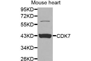 Western blot analysis of extracts of mouse heart, using CDK7 antibody. (CDK7 Antikörper)
