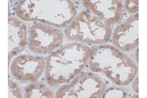 IHC-P analysis of Human Kidney Tissue, with DAB staining. (CD300c Antikörper  (AA 21-183))