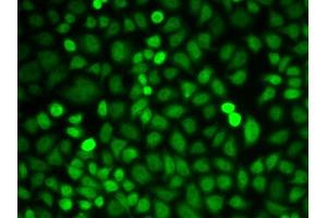 Immunofluorescence (IF) image for anti-Poly(rC) Binding Protein 2 (PCBP2) (AA 1-130) antibody (ABIN3023340)